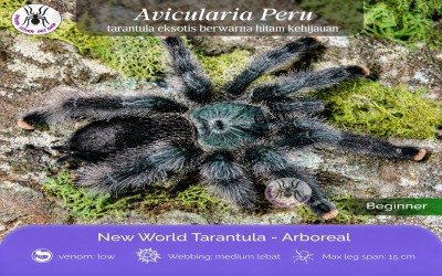 avicularia peru tarantula (BUKAN PERU PURPLE)
